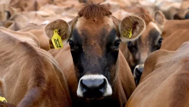 bovin Vache