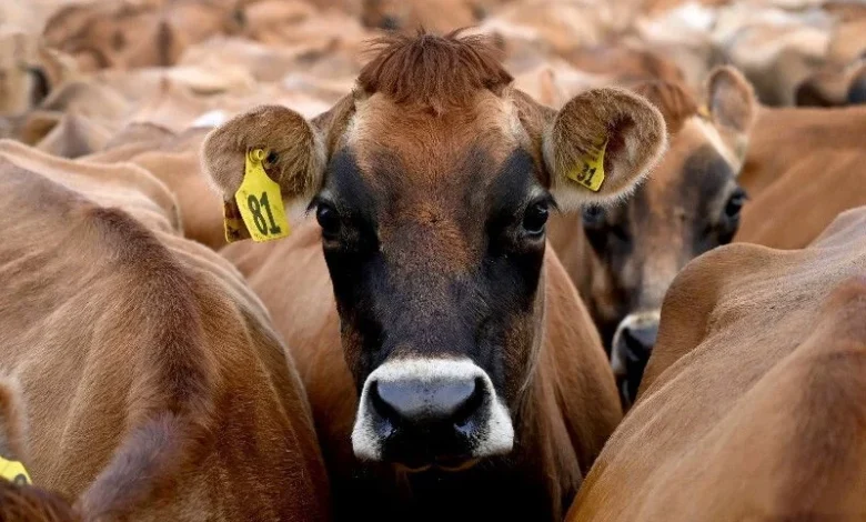 bovin Vache