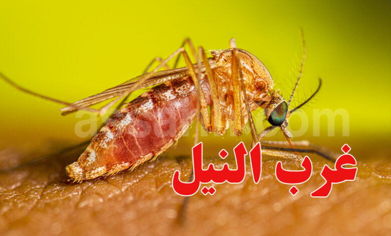 fièvre du Nil occidental