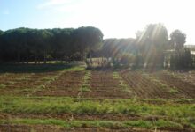 immobilier agricole bizert