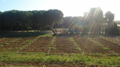 immobilier agricole bizert