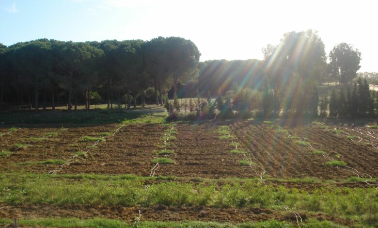 immobilier agricole bizert
