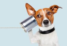 parler au animaux