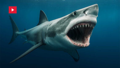 requins Australie