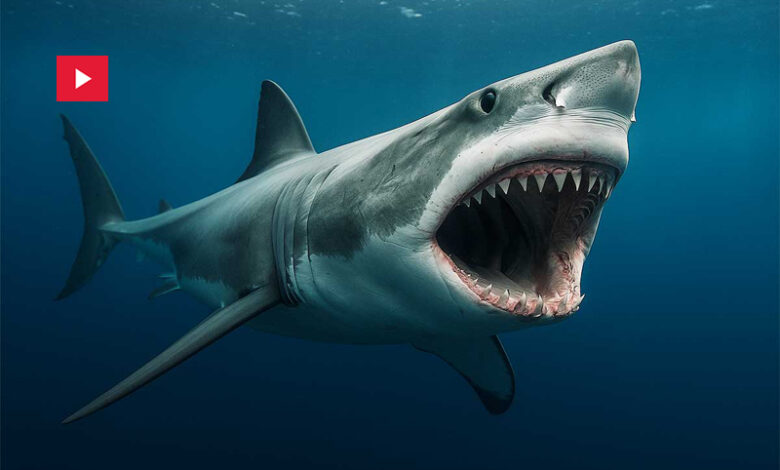 requins Australie