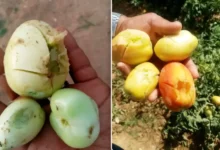 Agricole Gasserine