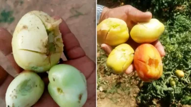 Agricole Gasserine
