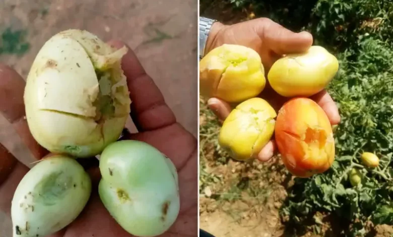 Agricole Gasserine
