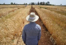 Agricole récolte ble