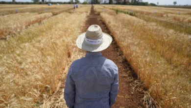 Agricole récolte ble