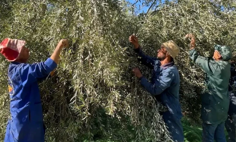 Collecte des olives (1)