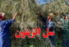 Collecte des olives
