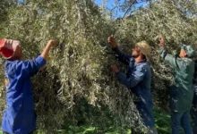 Collecte des olives