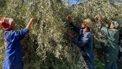 Collecte des olives