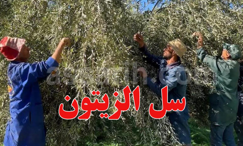 Collecte des olives