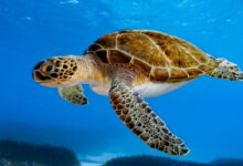 Green-Turtle-780x470