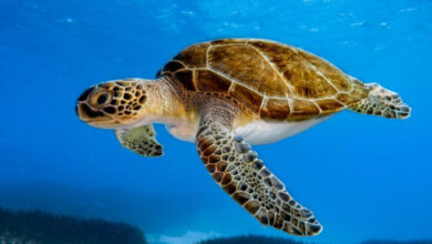 Green-Turtle-780x470