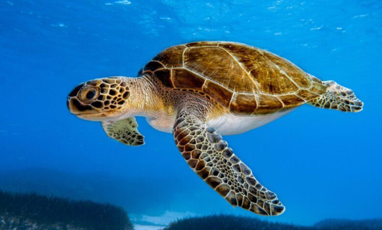 Green-Turtle-780x470