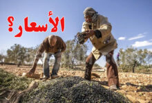 Olives Tunisia