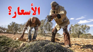 Olives Tunisia