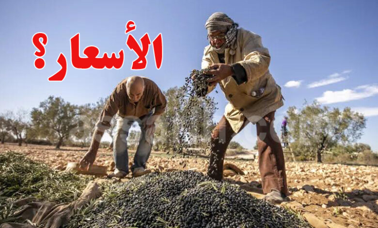 Olives Tunisia