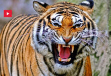 Tigre