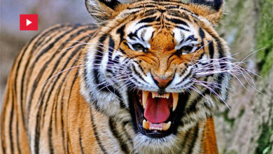 Tigre