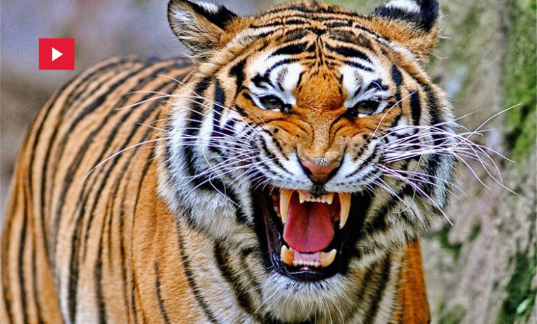 Tigre