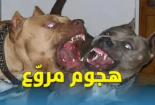 chiens-pitbull-Gasserine