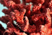 corail rouge