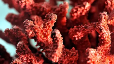 corail rouge