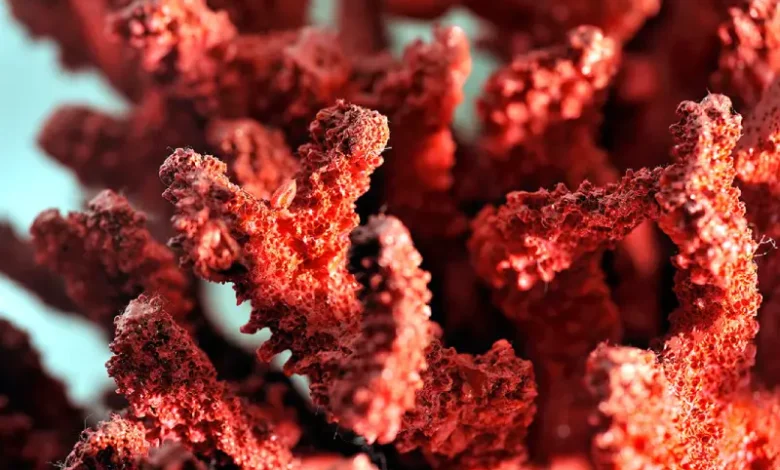 corail rouge