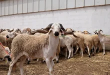 moutons