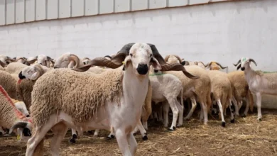 moutons