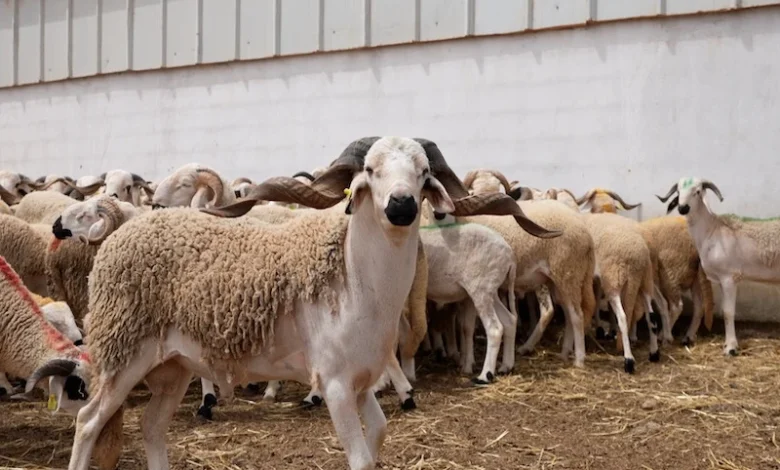 moutons